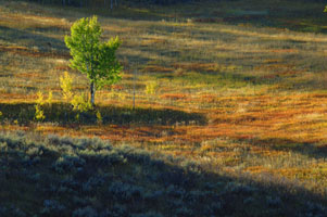 Grouse Creek tree 49